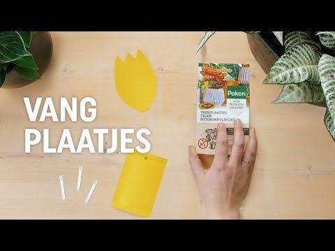 Pokon Bio Vangplaatjes Tegen Potgrondvliegjes - 15 stuks Pokon Bio Vangplaatjes Tegen Potgrondvliegjes - 15 stuks