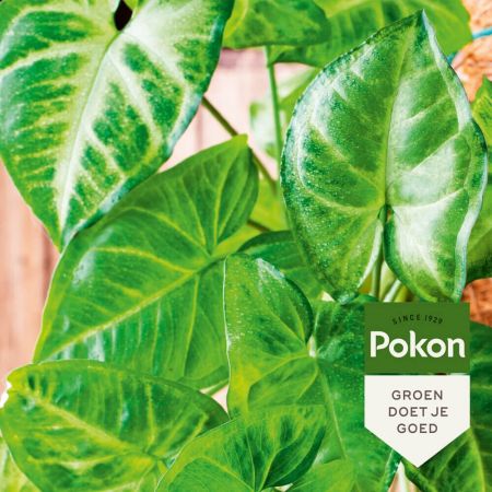 Pokon Bladglans 600ml Sfeerfoto