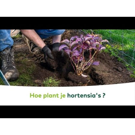 Pallet DCM Bio Potgrond Zuurminnende planten 78x30L (2340L)