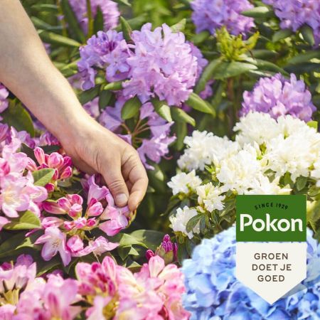 Pokon Rodo, Hortensia & Azalea Mest 2,5kg
