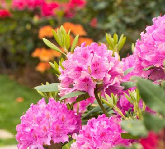 Gids voor rhododendron snoeien: tips voor een gezonde groei