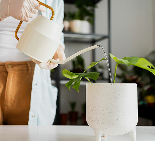 Plantenvoeding - Voeding Voor Plantengroei