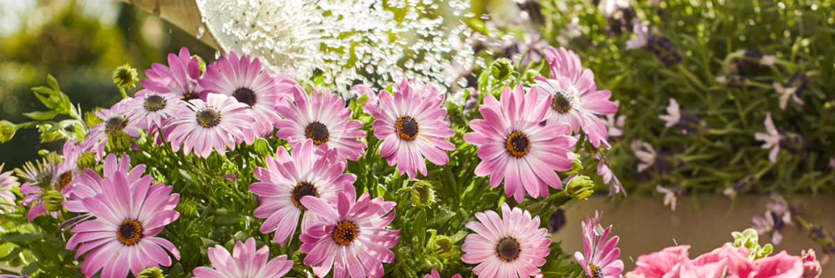 Tuinplanten bewateren