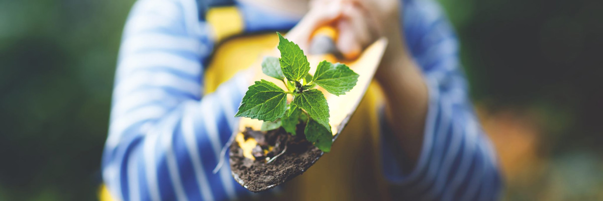 Plant op handschep