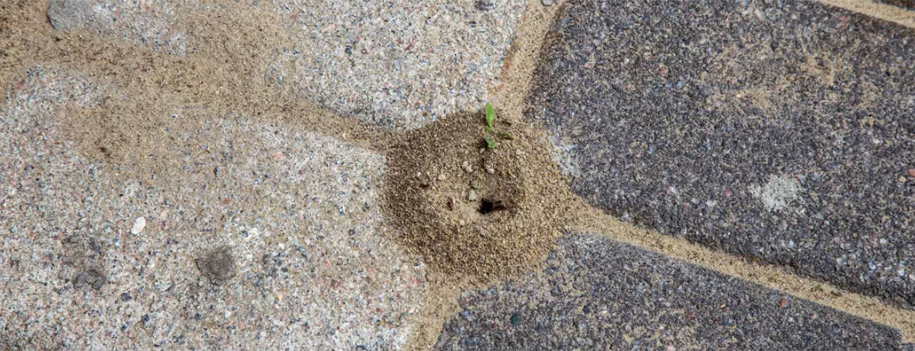 Mierenhoop tussen de tegels