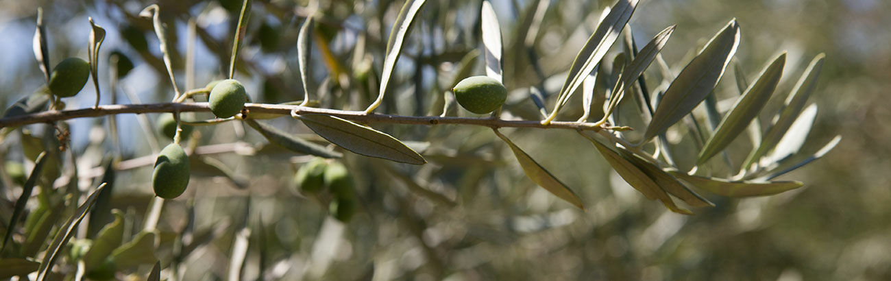 Mediterrane potrgrond