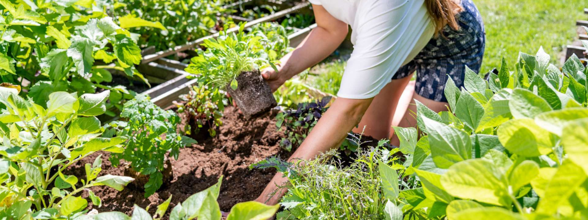 DCM Vegan Tuinieren