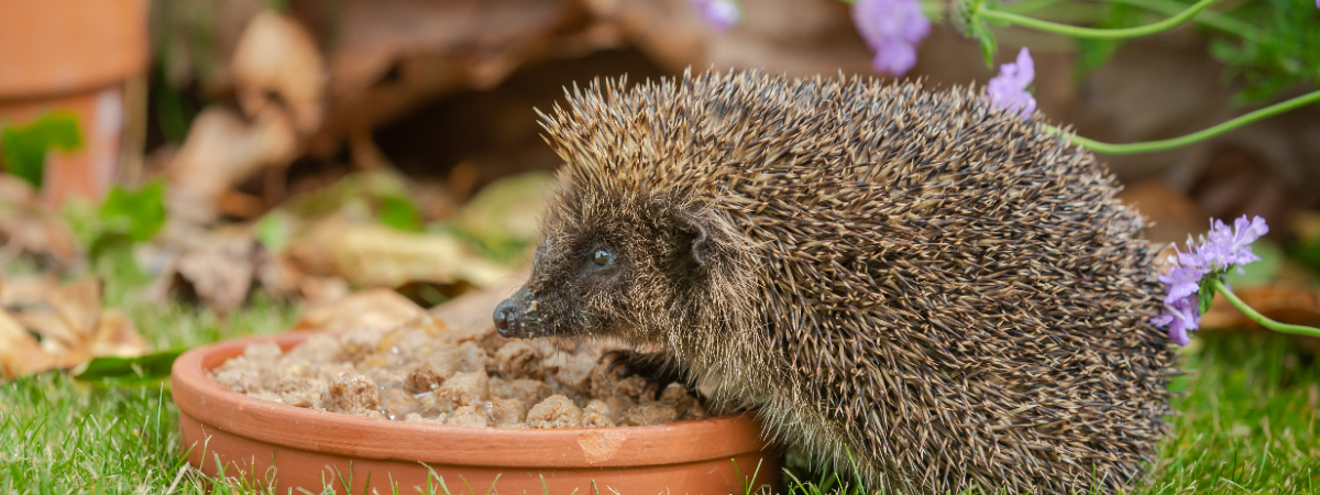 Egel tuin