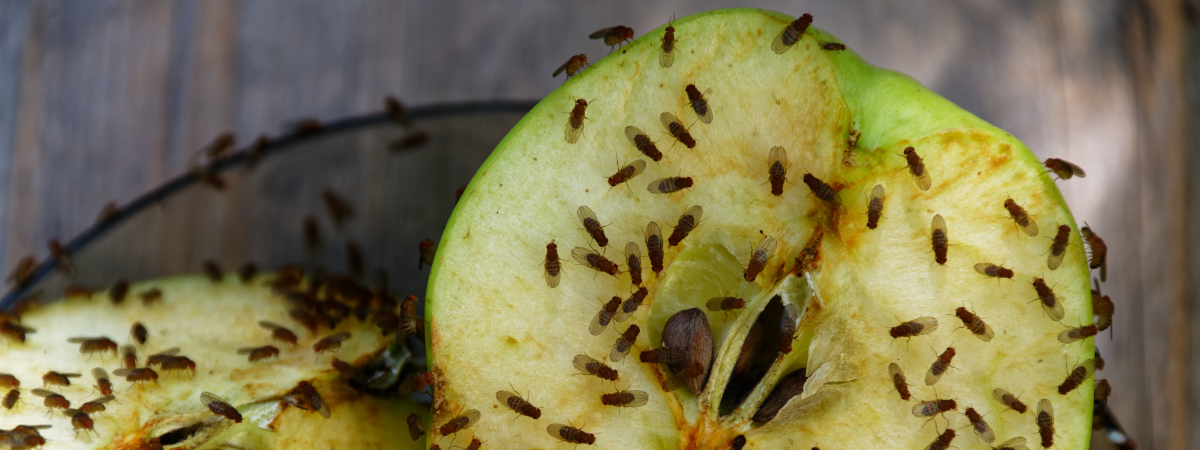 Fruitvliegjes val Tuinshop.nl