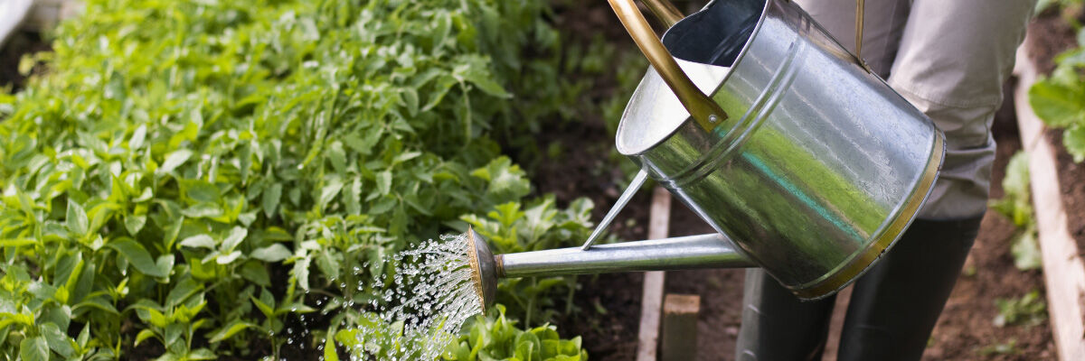 Planten bewateren