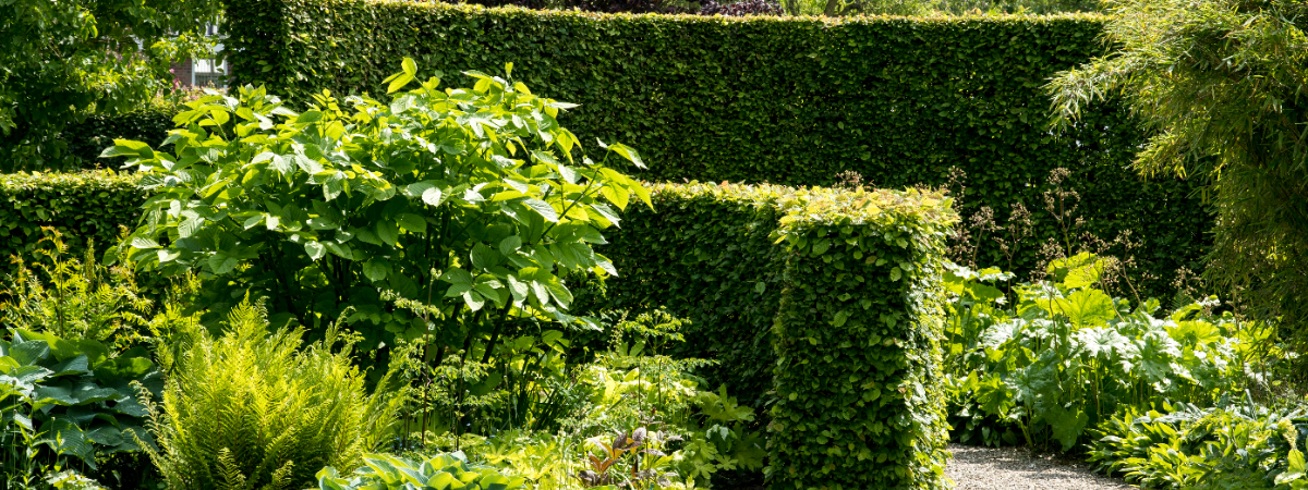 Haagplanten