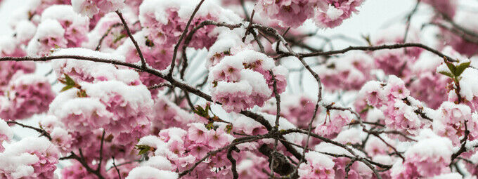 IJsheiligen: De Traditie en het Begin van het Tuinseizoen | Tuinshop.nl