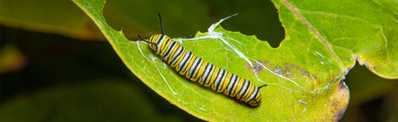 Rups op blad