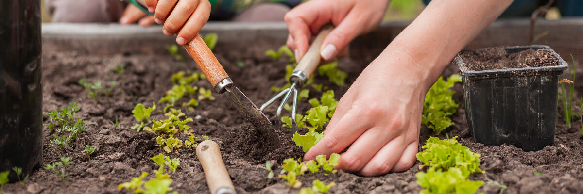 Planten in de moestuin