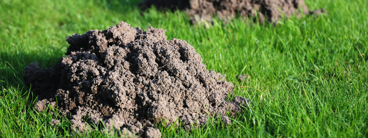 Ongedierte bestrijden Tuinshop Ongedierte bestrijden Tuinshop