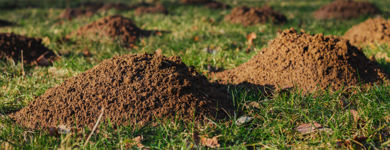 Molshoop in grasveld