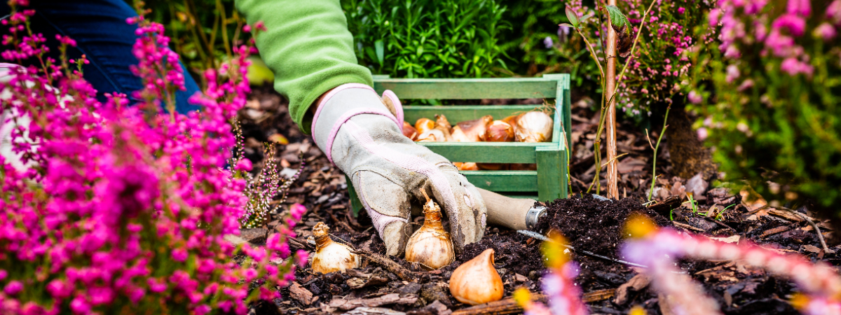 Bloembollen planten