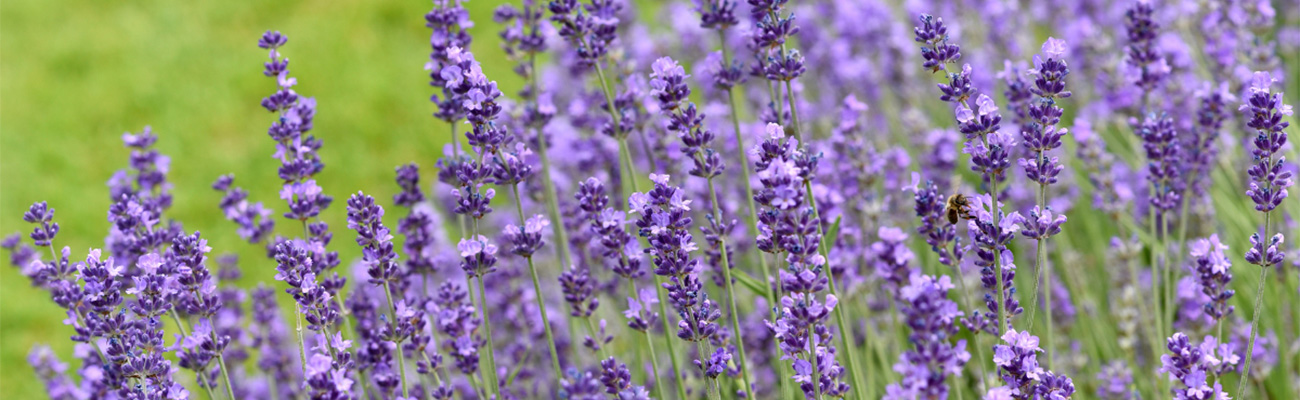 Lavendel bij een grasveld