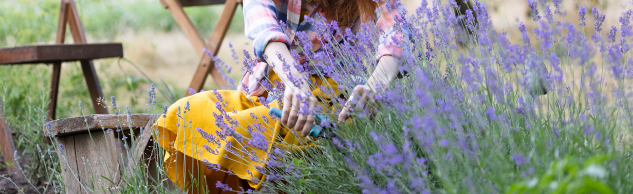 Lavendel snoeien