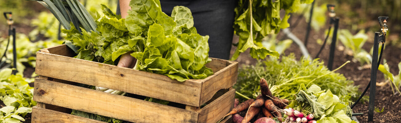 Makkelijke moestuin