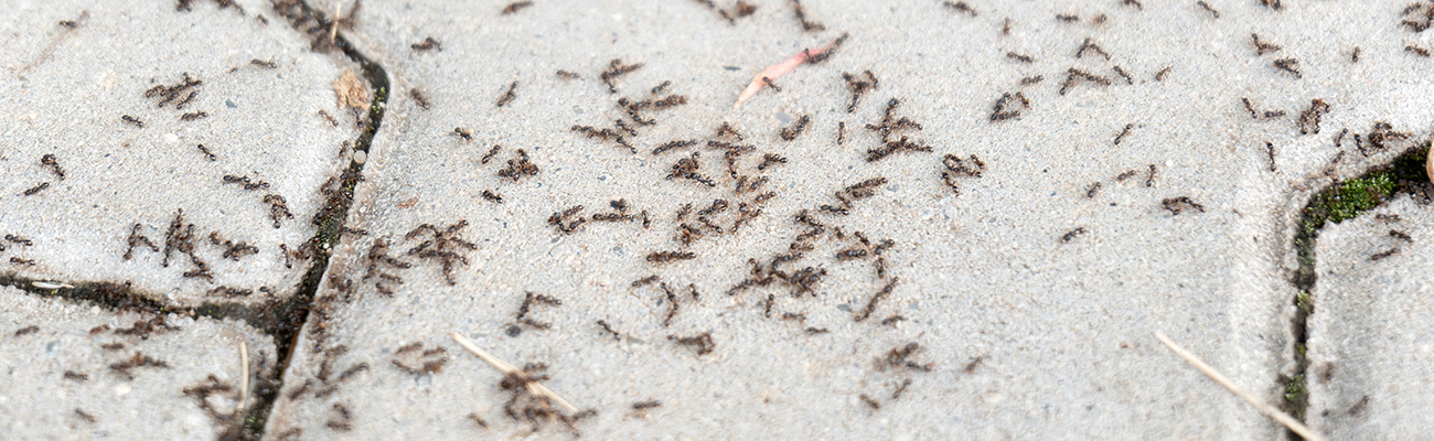 Mieren bestrijden tegels