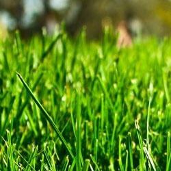 Alles over tuinaarde