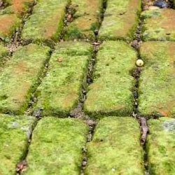 groene aanslag op tegels