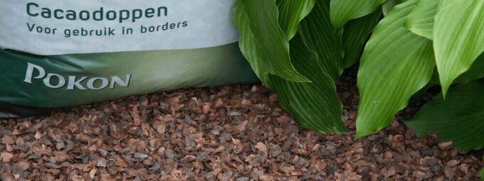 Cacaodoppen van Pokon kopen bij tuinshop.nl