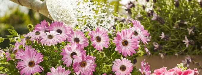 Pokon-plantenvoeding-kopen-online-tuinshop.nl