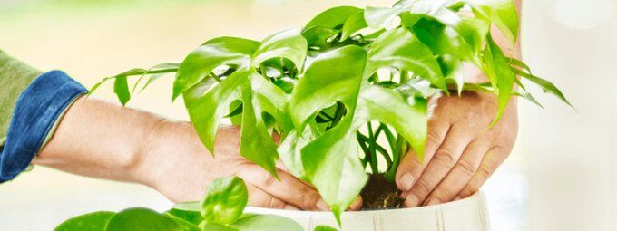 pokon-kamerplanten-voeding-tuinshop.nl