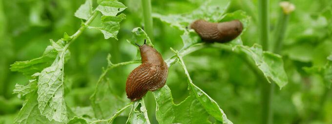 slakken-bestrijden-tuinshop.nl