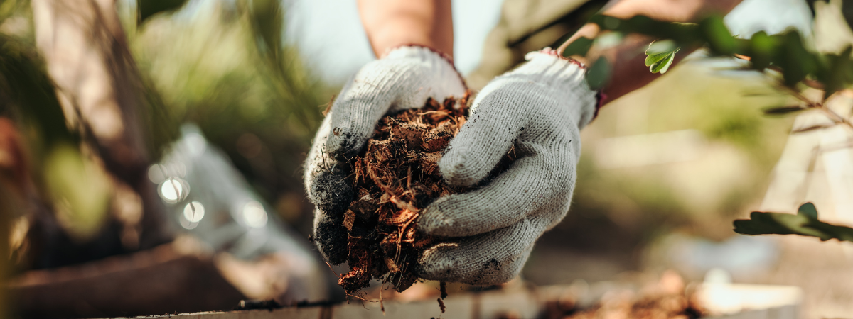 Bodembedekkers Tuinshop.nl Bodembedekkers Tuinshop.nl