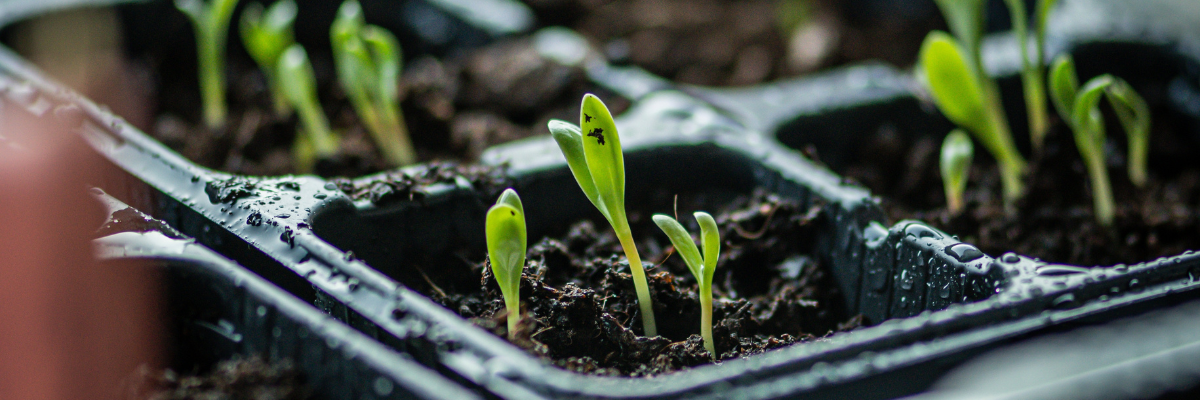Goudsbloem zaaien Tuinshop Goudsbloem zaaien Tuinshop