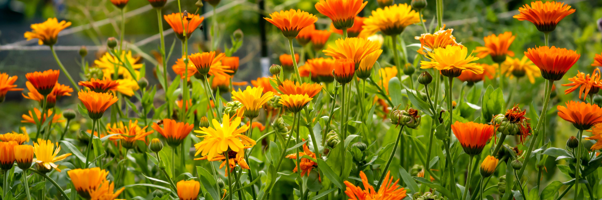 Goudsbloem zaaien Tuinshop Goudsbloem zaaien Tuinshop