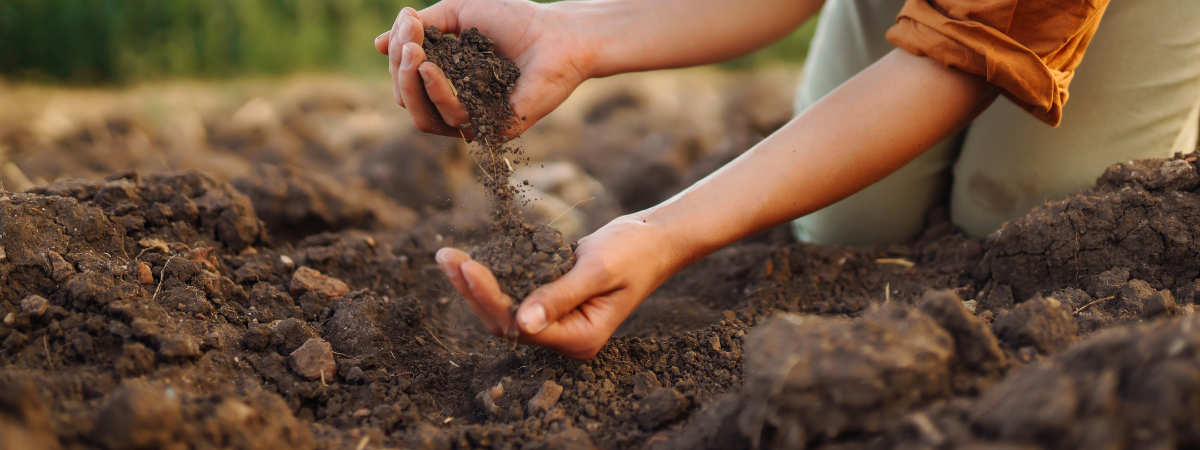 Moestuingrond Tuinshop Moestuingrond Tuinshop