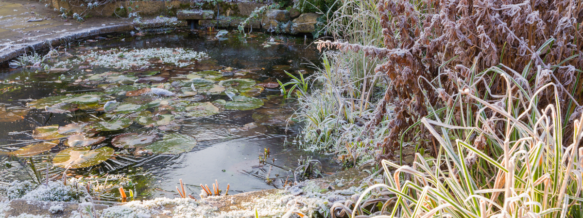 Winter vijver Tuinshop.nl